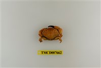 藏品(細巧皺蟹)的圖片